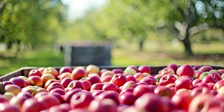 Immagine dell'articolo: <span>L’innovazione tecnologica nella filiera agroalimentare a tutela del consum-attore</span>
